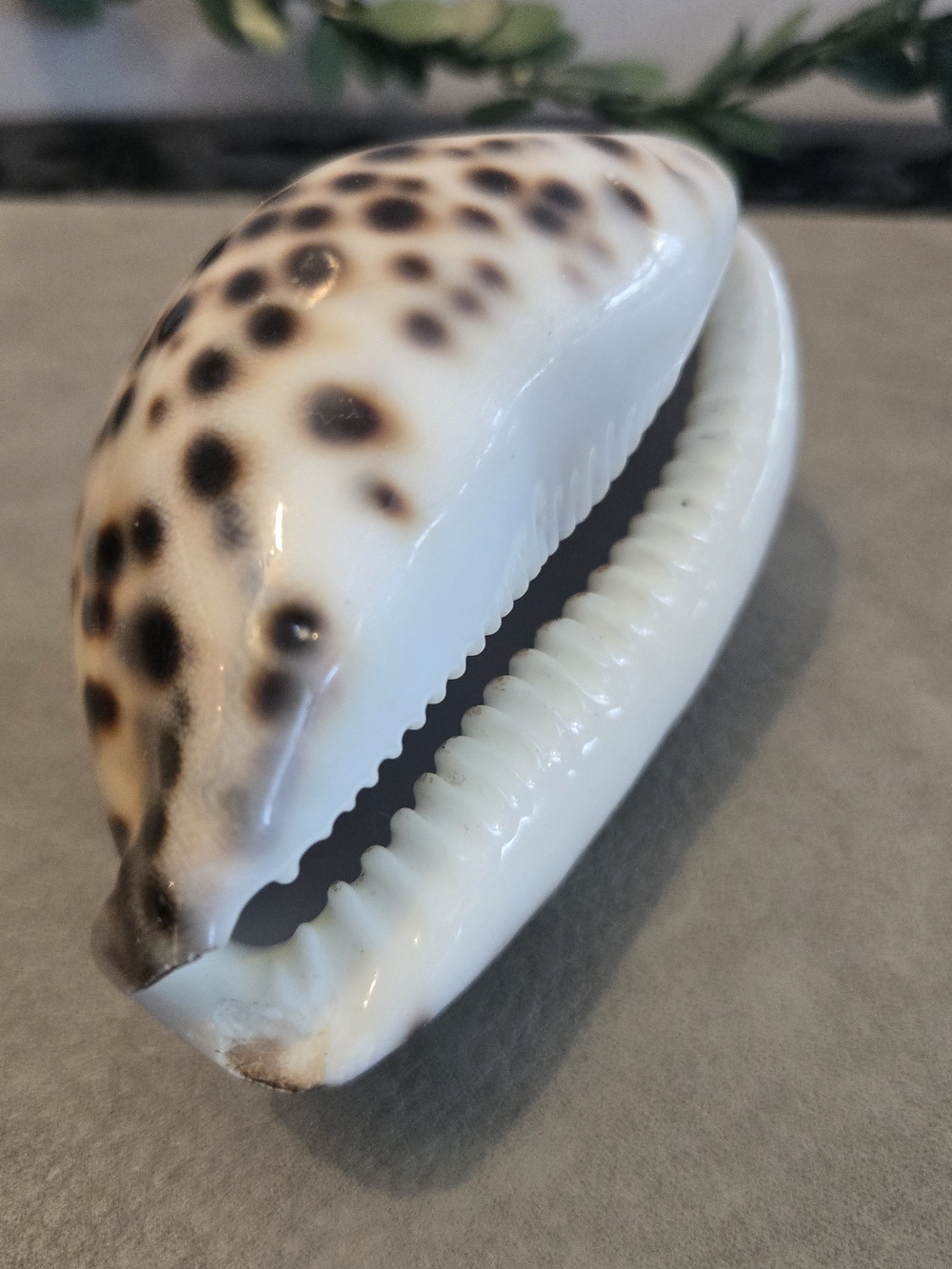 🐚 Tiger Cowrie Shell Cypraea tigris Collector Display